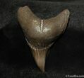 Rare Benedini Fossil Shark Tooth (Thresher Shark) #627-1